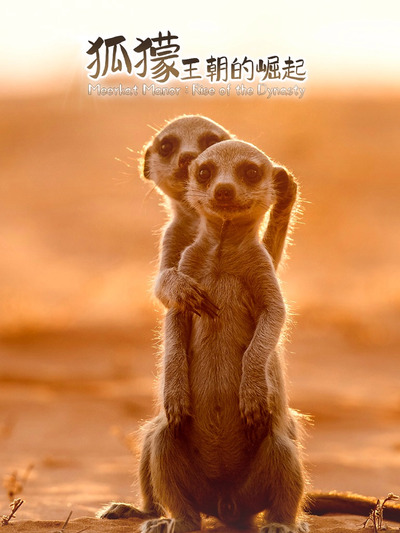 狐獴:王朝的崛起